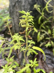 Pedicularis labradorica