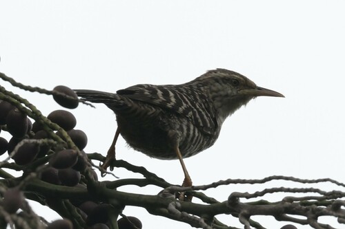 Fasciated Wren (Campylorhynchus fasciatus), photo 8