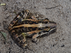 Ptychadena mossambica