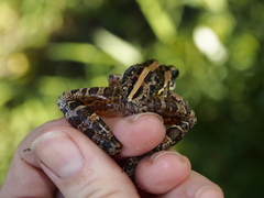 Ptychadena mossambica