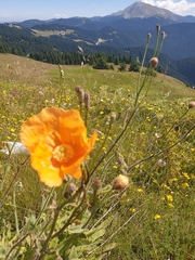 Papaver pilosum