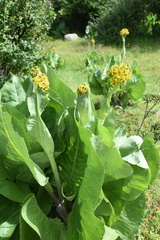 Ligularia amplexicaulis