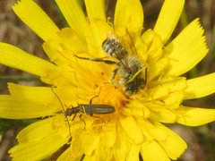 Megachile leachella