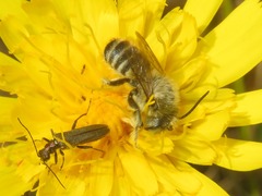 Megachile leachella