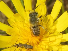 Megachile leachella