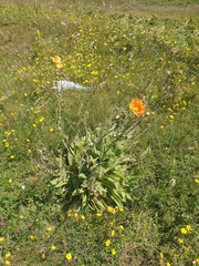 Papaver pilosum