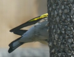 Carduelis carduelis