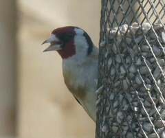 Carduelis carduelis