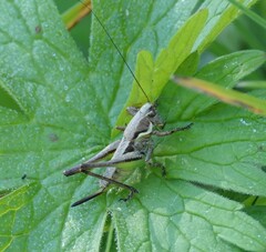 Eupholidoptera smyrnensis