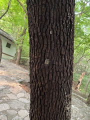 Hyalessa maculaticollis