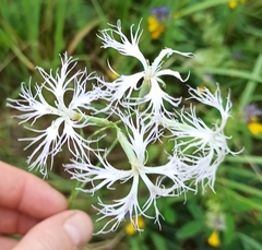 Dianthus superbus