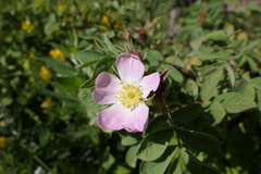 Rosa iberica