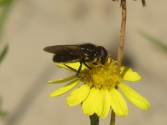 Cheilosia bergenstammi