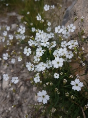 Heliosperma pusillum