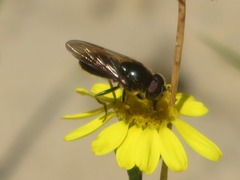 Cheilosia bergenstammi