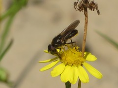 Cheilosia bergenstammi