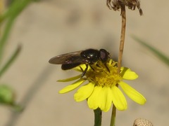Cheilosia bergenstammi