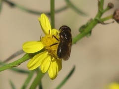Cheilosia bergenstammi