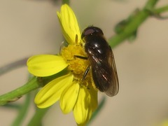 Cheilosia bergenstammi