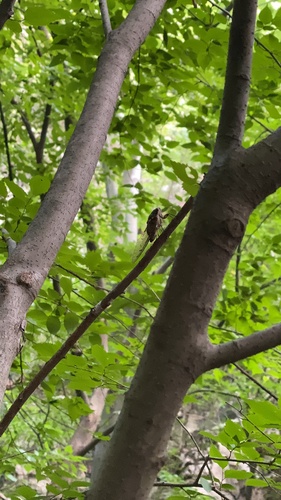 Robust Cicada