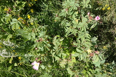 Rosa iberica