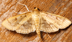 Herpetogramma theseusalis