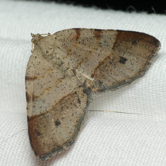 Mellilla xanthometata