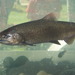 Salmon Chinook - Photo (c) kwgeiger, algunos derechos reservados (CC BY-NC), uploaded by kwgeiger