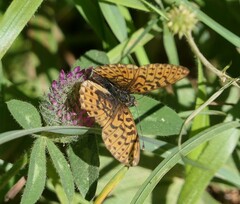 Boloria euphrosyne