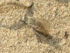 Acrosathe annulata