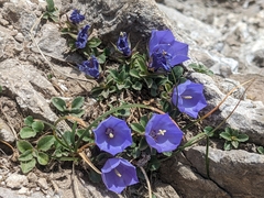 Campanula raineri