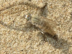 Acrosathe annulata