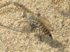 Acrosathe annulata
