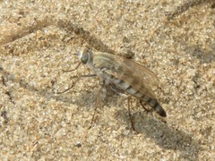 Acrosathe annulata