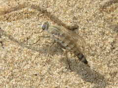 Acrosathe annulata