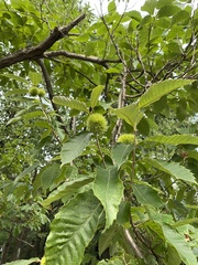 Castanea mollissima
