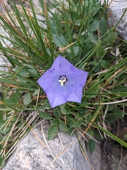 Campanula raineri