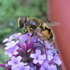 Eristalis horticola