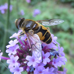 Eristalis horticola