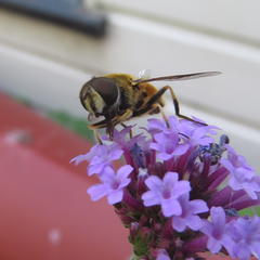 Eristalis horticola