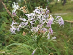 Dianthus superbus