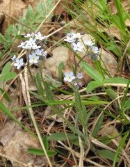 Myosotis popovii