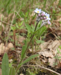 Myosotis popovii