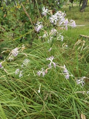 Dianthus superbus