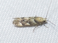 Coleotechnites coniferella