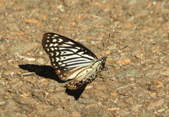 Papilionoidea