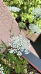 Daucus carota
