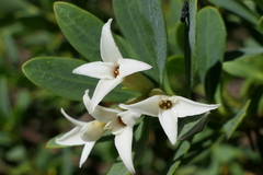 Daphne oleoides