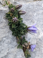 Campanula raineri