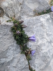 Campanula raineri